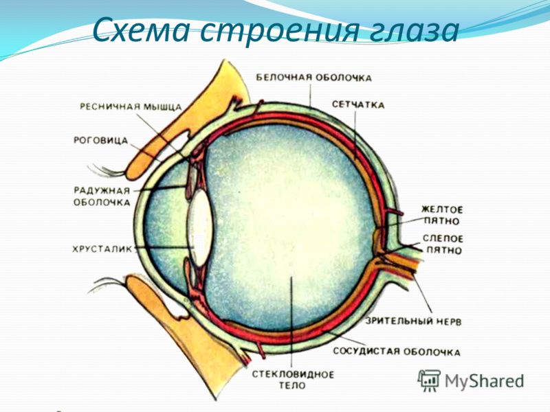 Строение и функции глаза - клиника 