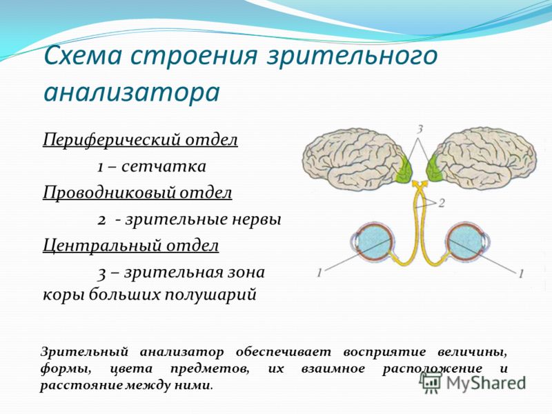 Схемы строение периферического отдела слухового анализатора Схемы строение периферического отдела слухового анализатора