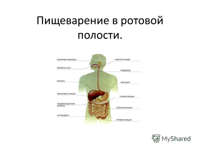 Пищеварение в полости рта и желудка - Telegraph