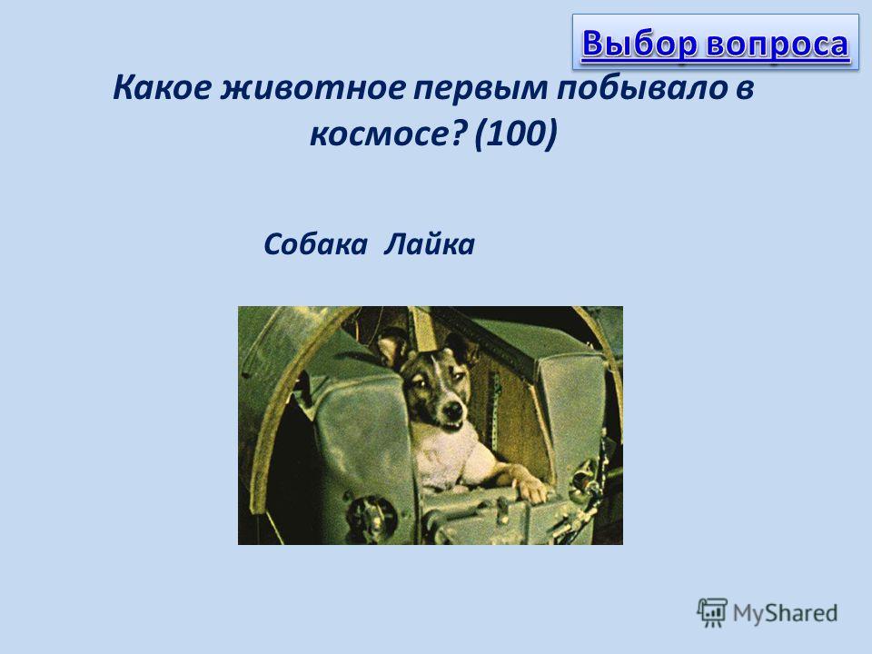 Какое животное первым побывало в космосе? (100) Собака Лайка