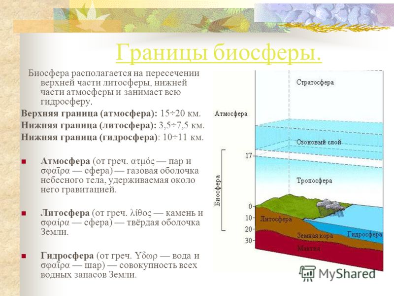 Реферат Биосфера Человек И Космические Циклы