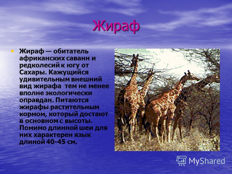 энциклопедия животные жираф внешний вид энциклопедия животные жираф внешний вид