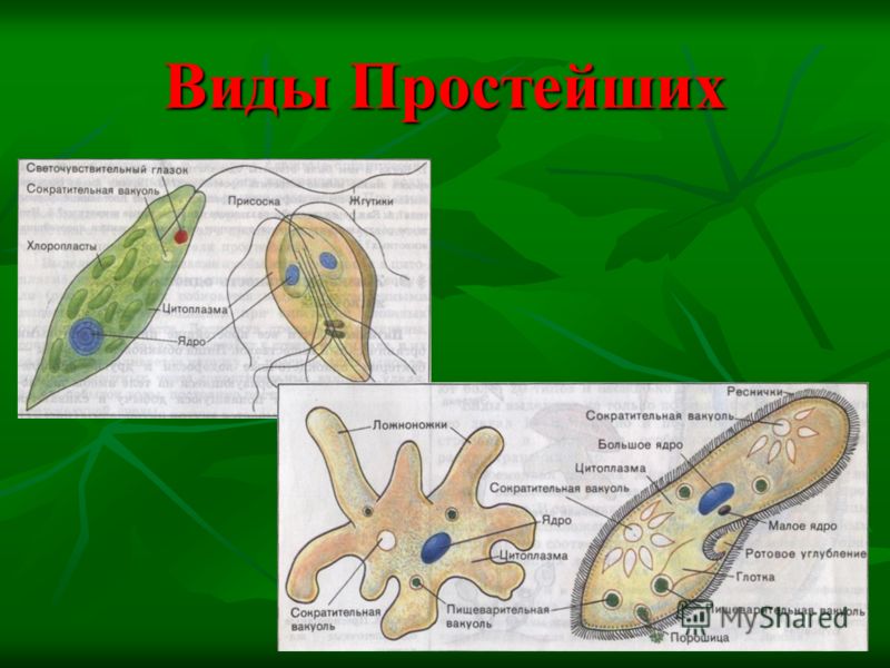 картинки тип простейшие онлайн картинки тип простейшие