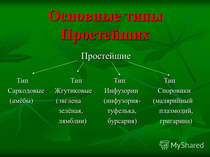 картинки тип простейшие онлайн картинки тип простейшие