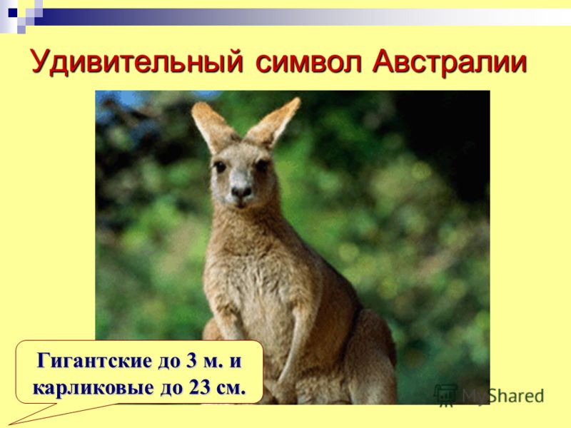 Удивительный символ Австралии Гигантские до 3 м. и карликовые до 23 см.