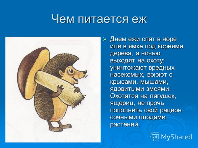 чтение 4 класс фаллад рассказ история про верного ёжика конспект чтение 4 класс фаллад рассказ история про верного ёжика конспект