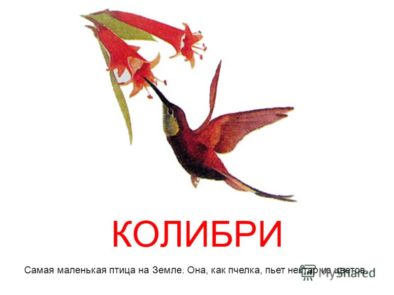 Рисуем желтые листья Рисуем желтые листья