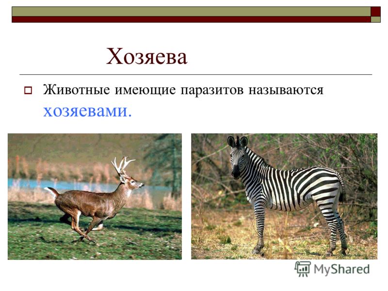 как называются паразиты живущие в человеке как называются паразиты живущие в человеке