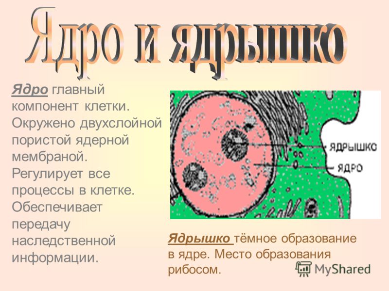 Прямой эфир Россия 1 Смотрите ТВ онлайн