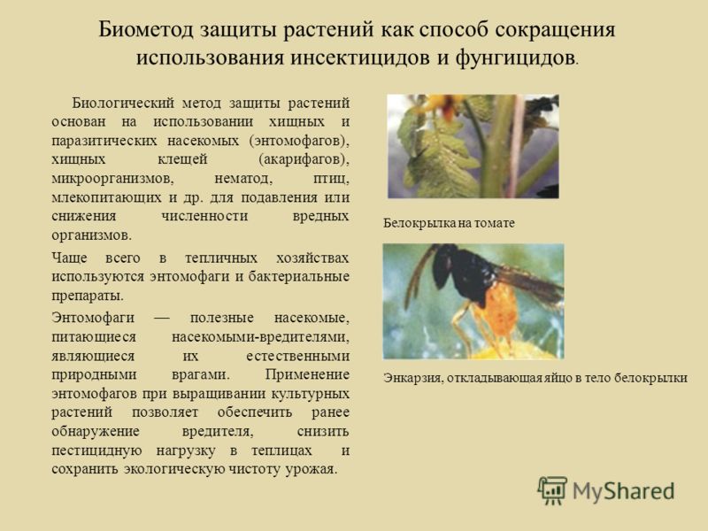 биометод в защищенном грунте книги биометод в защищенном грунте книги