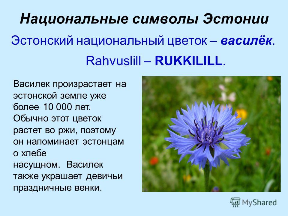 эстония цветок фото онлайн эстония цветок фото