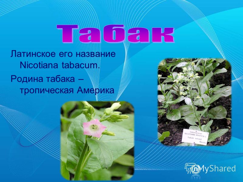 Латинское его название Nicotiana tabacum. Родина табака – тропическая Америка