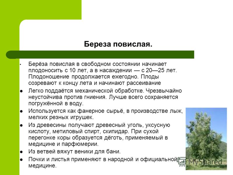 Как вяжут веники из берёзы Как вяжут веники из берёзы