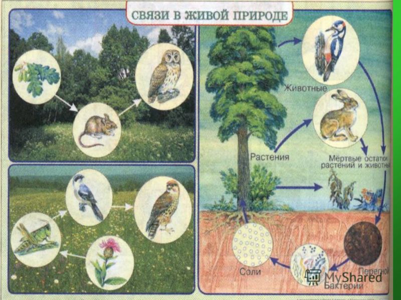 Пример связи живой и неживой природы и схема Пример связи живой и неживой природы и схема
