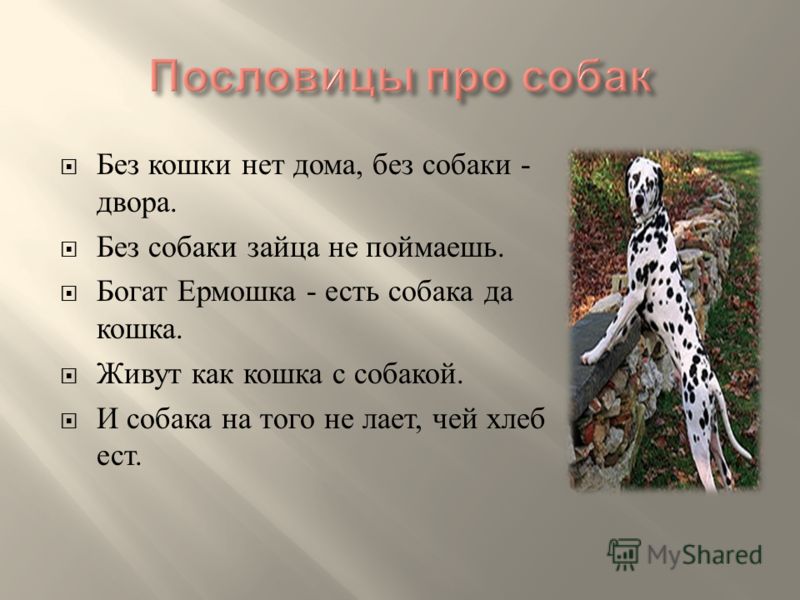 Пословицы про кошек с собакой Афоризмы, пословицы и поговорки про собак и кошек
