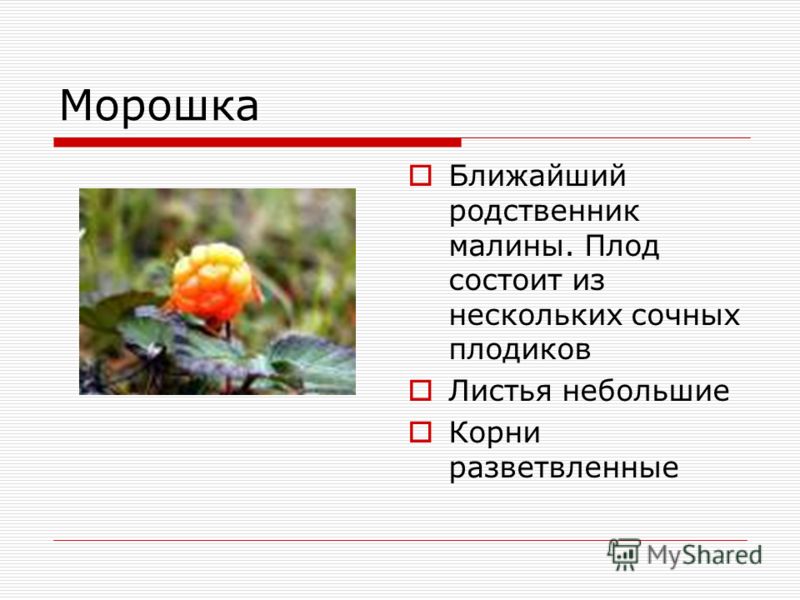 Почему у растений тундры разветвленная корневая система Почему у растений тундры разветвленная корневая система