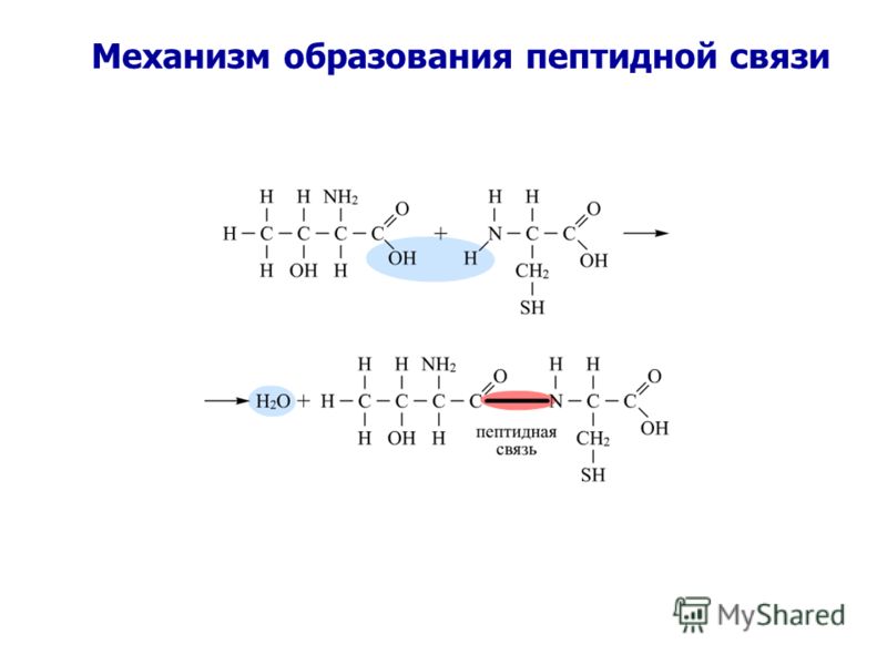 Механизм образования пептидной связи