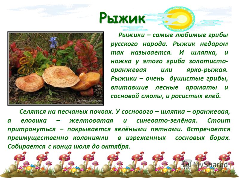 грибы рыжики фото и ложные