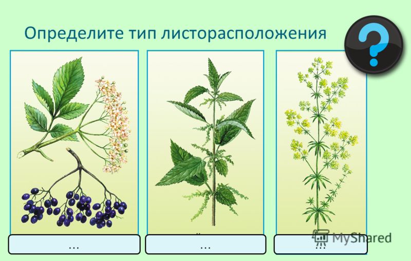 Подпиши типы листорасположения приведи примеры растений Конский Каштан Какое Листорасположение - Лечу Варикоз