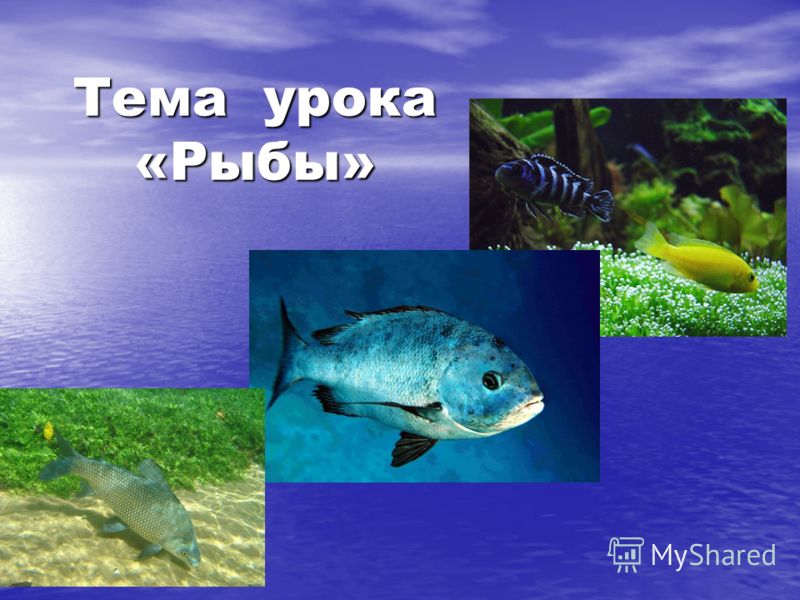 Тема урока «Рыбы»