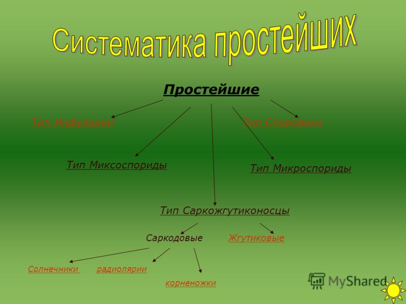 картинки тип простейшие онлайн картинки тип простейшие