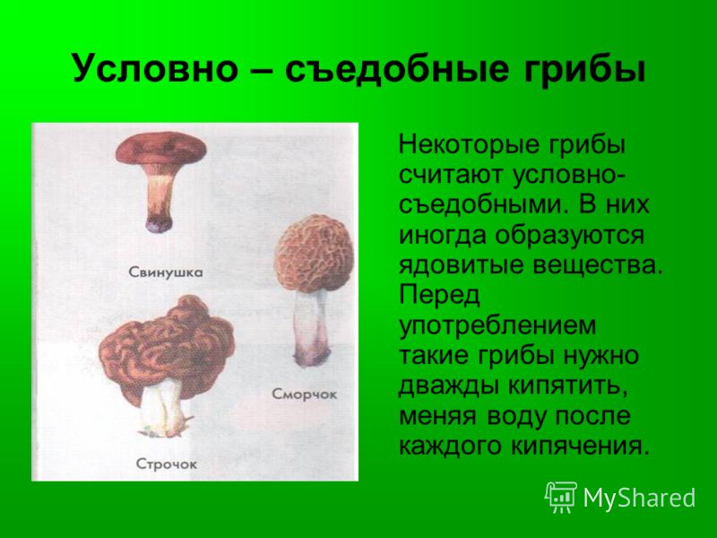 грибы условно съедобные фото и описание онлайн грибы условно съедобные фото и описание