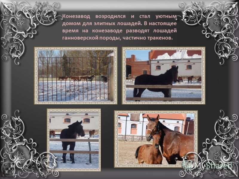 для чего разводят элитных козлят для чего разводят элитных козлят