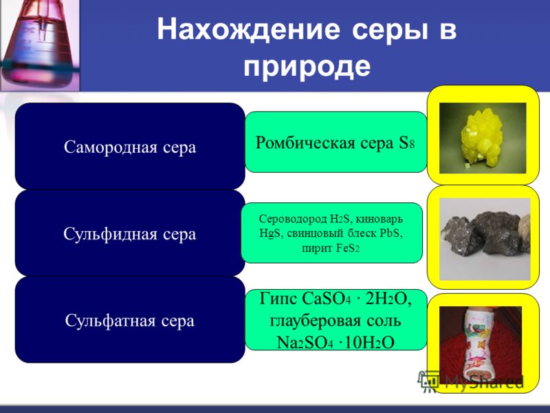 Картинки по запросу сера картинки
