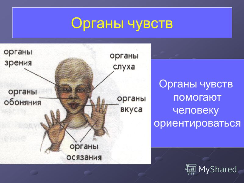 Орган чувства который помогает определить вкусна ли пища Орган чувства который помогает определить вкусна ли пища