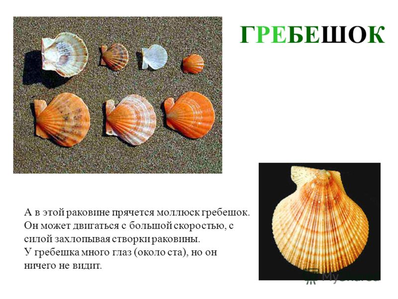 мы едем в лето на английском слушать мы едем в лето на английском слушать