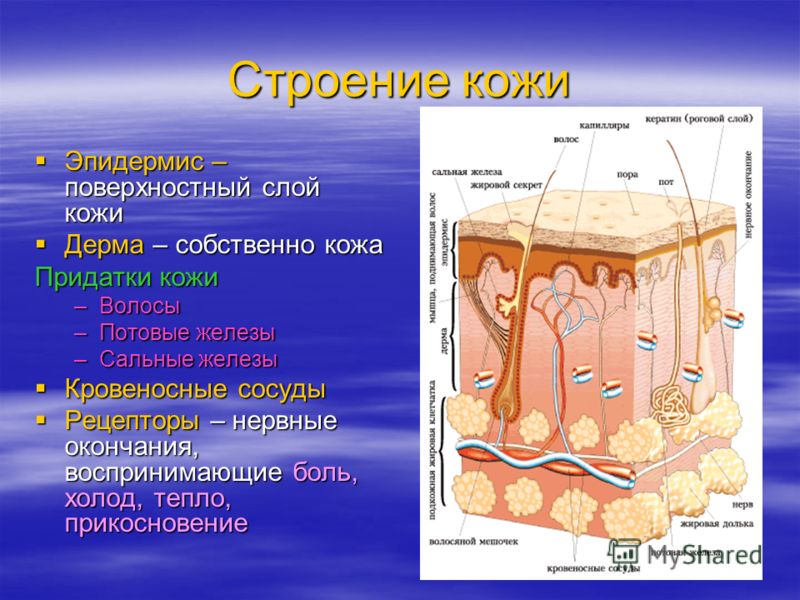 Слои и придатки кожи Слои и придатки кожи