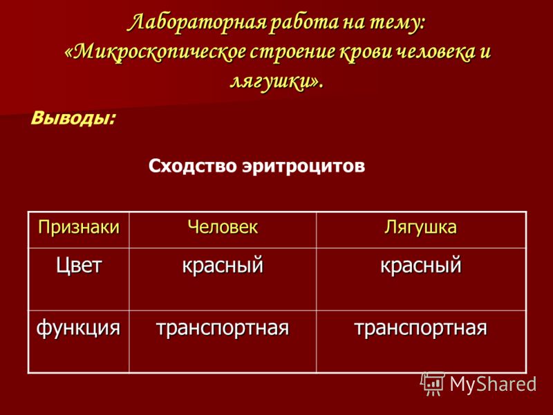 Различия эритроцитов человека и лягушки таблица фото - PwCalc.ru