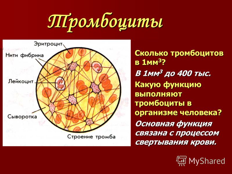 Тромбоциты Сколько тромбоцитов в 1мм 3 ? В 1мм 3 до 400 тыс. Какую функцию выполняют тромбоциты в организме человека? Основная функция связана с процессом свертывания крови.