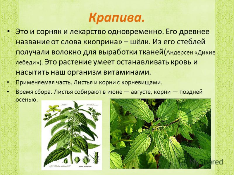 Prezentaciya Lekarstvennie Rasteniya Belarusi