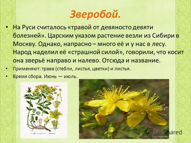 фото растение зверобой