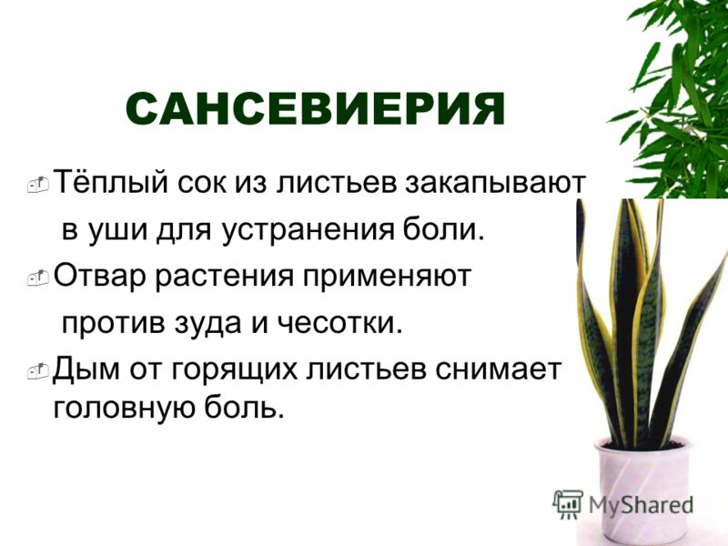 Смотреть Комнатные цветы и растения на кухне видео Смотреть Комнатные цветы и растения на кухне видео