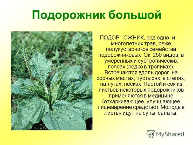 Доклад: Лекарственные растения