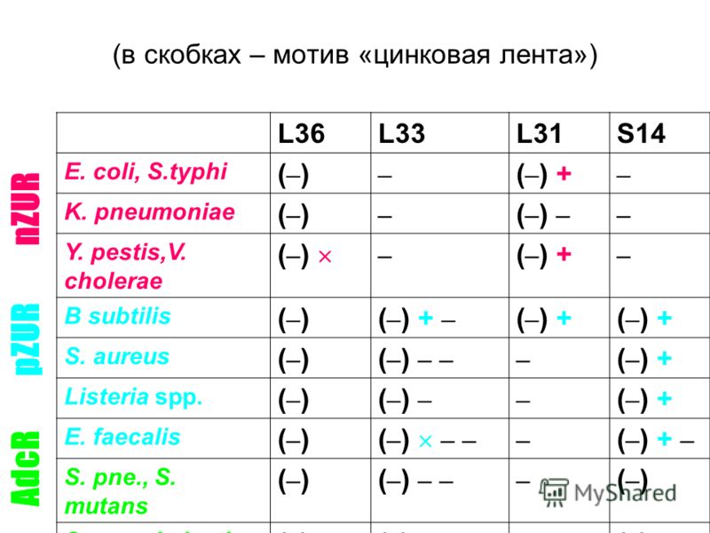 (в скобках – мотив «цинковая лента») L36L33L31S14 E. coli, S.typhi (–)(–) – ( – ) + – K. pneumoniae (–)(–) – ( – ) – – Y. pestis,V. cholerae ( – ) – ( – ) + – B subtilis (–)(–)( – ) + – ( – ) + S. aureus (–)(–)( – ) – – – ( – ) + Listeria spp. (–)(–)
