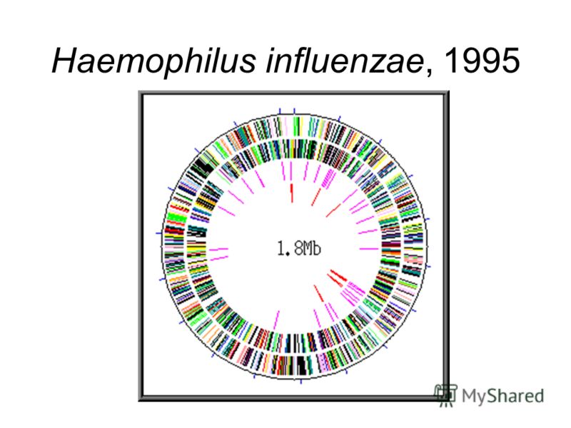 Haemophilus influenzae, 1995