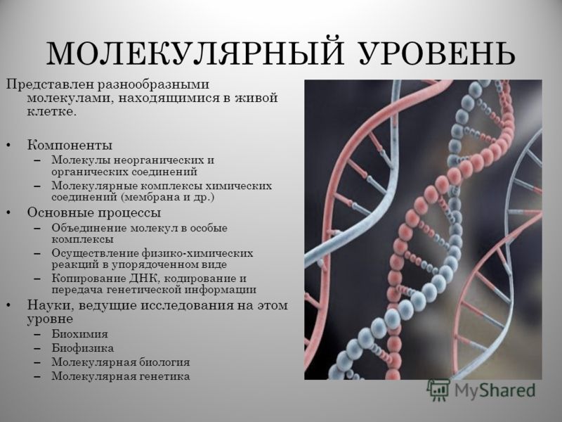 Уровень Организации Живой Материи Реферат Уровень Организации Живой Материи Реферат