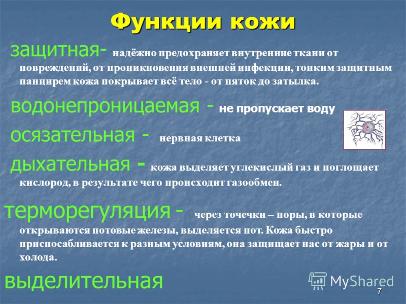 Функции которые выполняет кожа человека Функции которые выполняет кожа человека