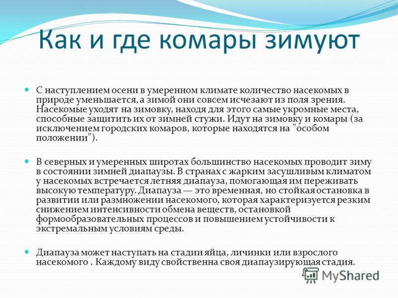 Как зимуют комары картинки Как зимуют комары картинки