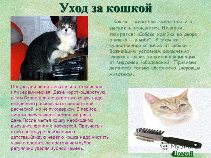 Как ухаживать за котёнком в домашних условиях видео Как ухаживать за котёнком в домашних условиях видео