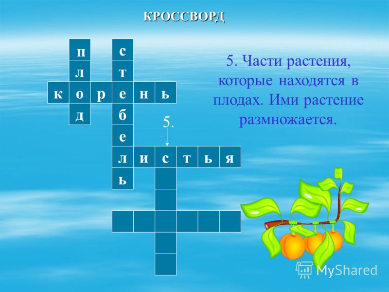 Презентация плоды и их семена Презентация плоды и их семена