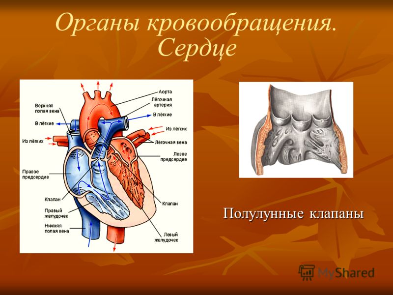 Органы кровообращения. Сердце Полулунные клапаны Полулунные клапаны