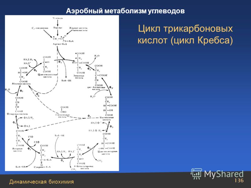 Динамическая биохимия Аэробный метаболизм углеводов 136 Цикл трикарбоновых кислот (цикл Кребса)