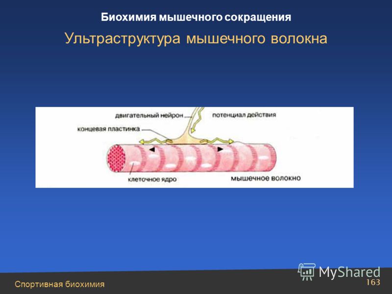 Спортивная биохимия 163 Биохимия мышечного сокращения Ультраструктура мышечного волокна