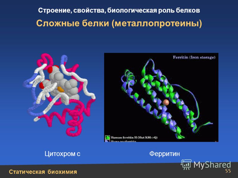 Статическая биохимия Строение, свойства, биологическая роль белков 55 Сложные белки (металлопротеины) Цитохром сФерритин