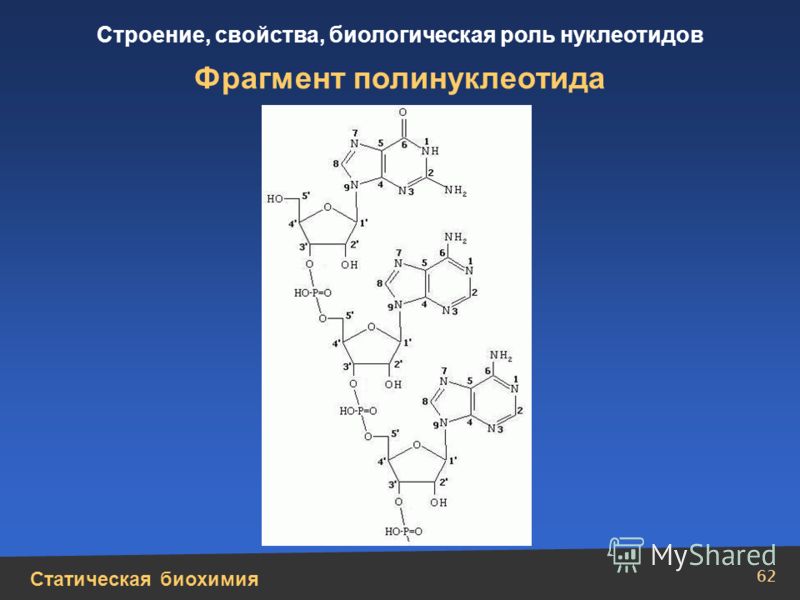 Статическая биохимия Строение, свойства, биологическая роль нуклеотидов 62 Фрагмент полинуклеотида