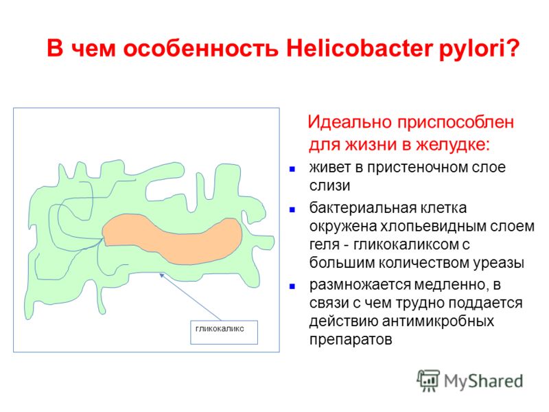 Como saber si tengo el helicobacter pylori